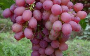 Виноград кишмиш: польза и вред